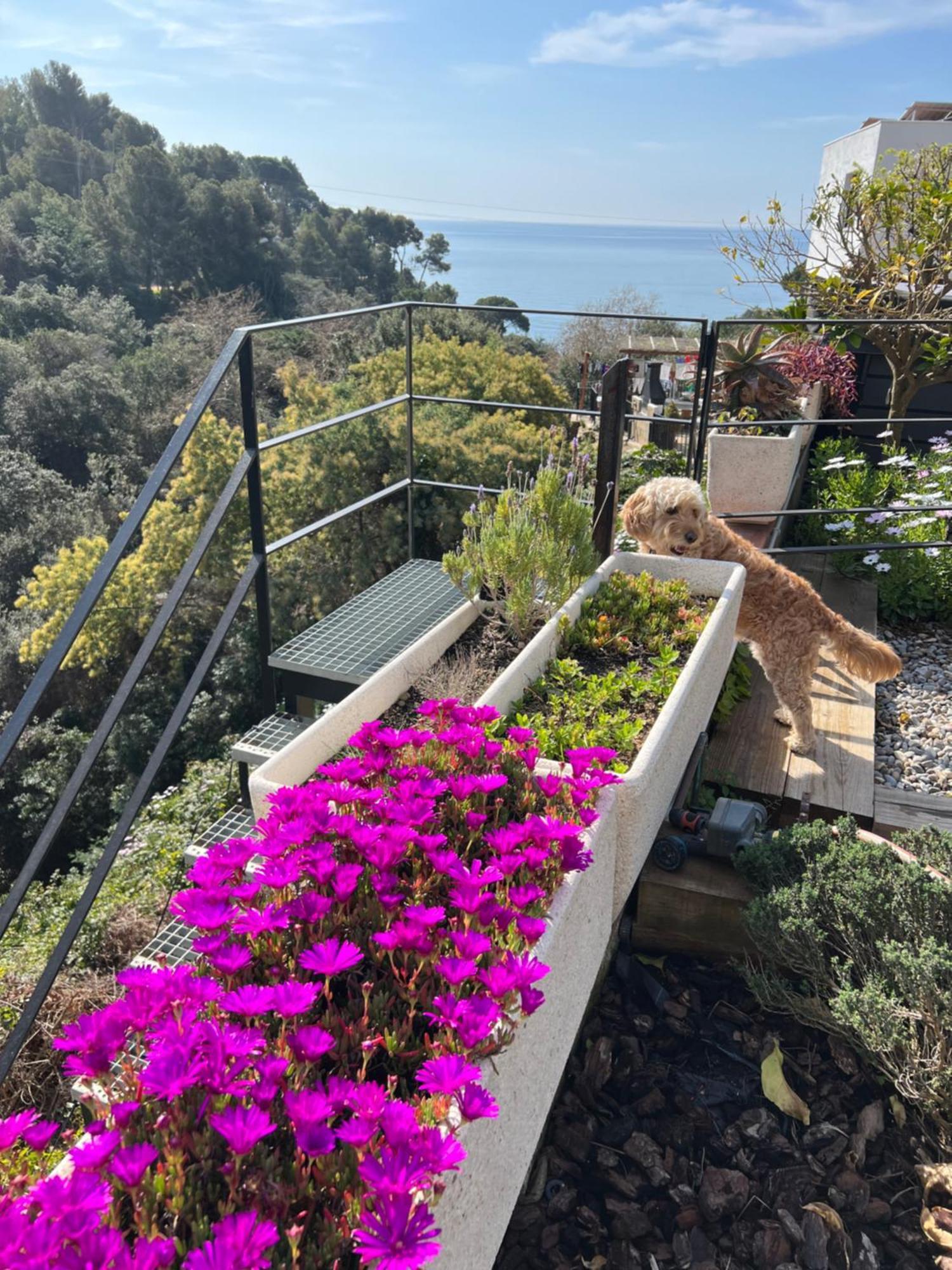 Casa Karian Lejlighed Tossa de Mar Eksteriør billede